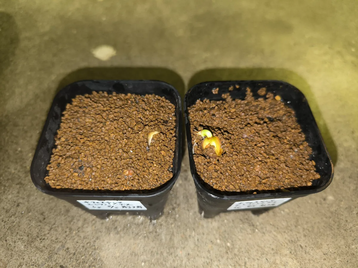 Cyphostemma elephantopus (キフォステンマ エレファントプス)