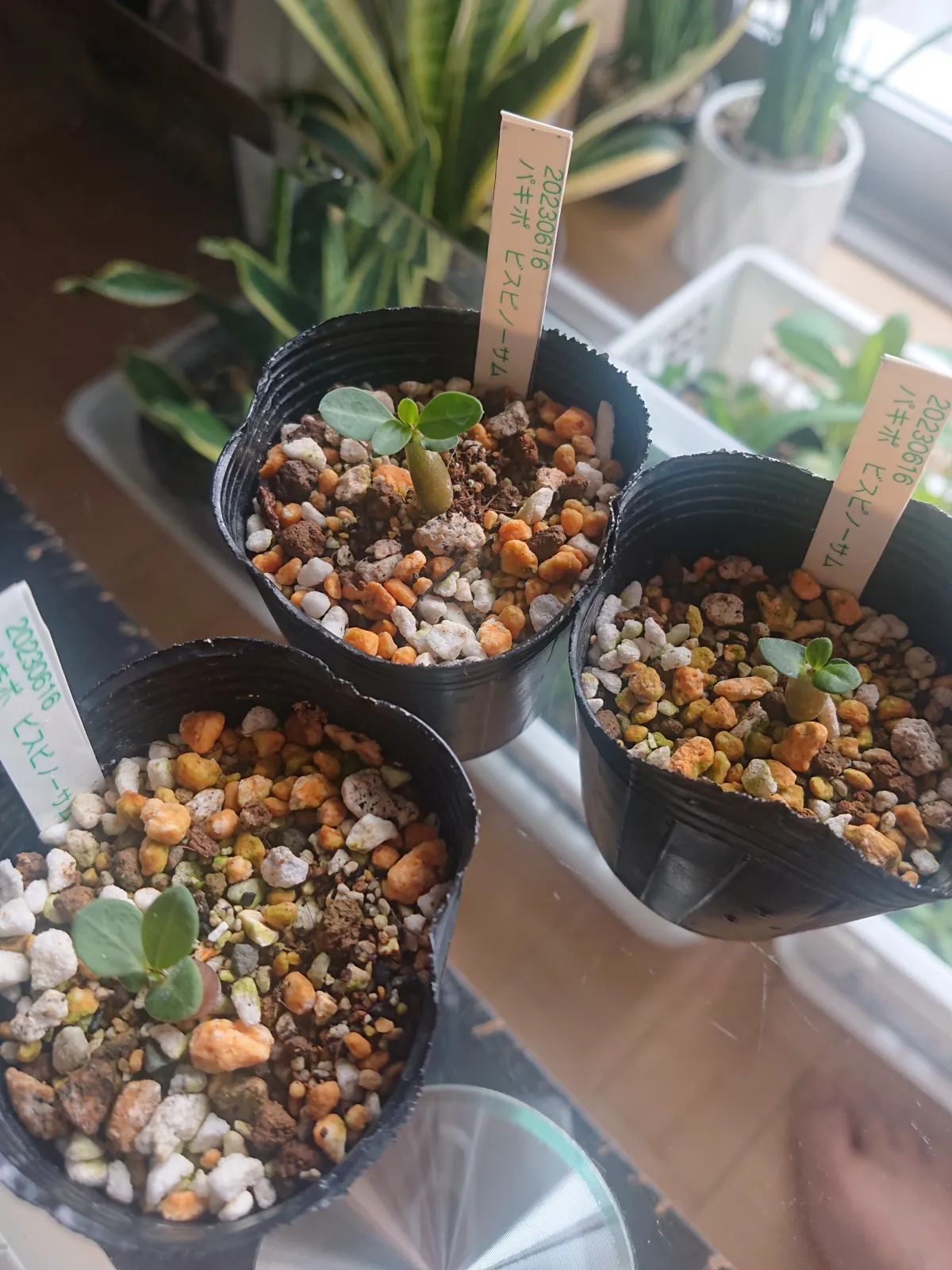 Pachypodium bispinosum (パキポディウム ビスピノーサム)