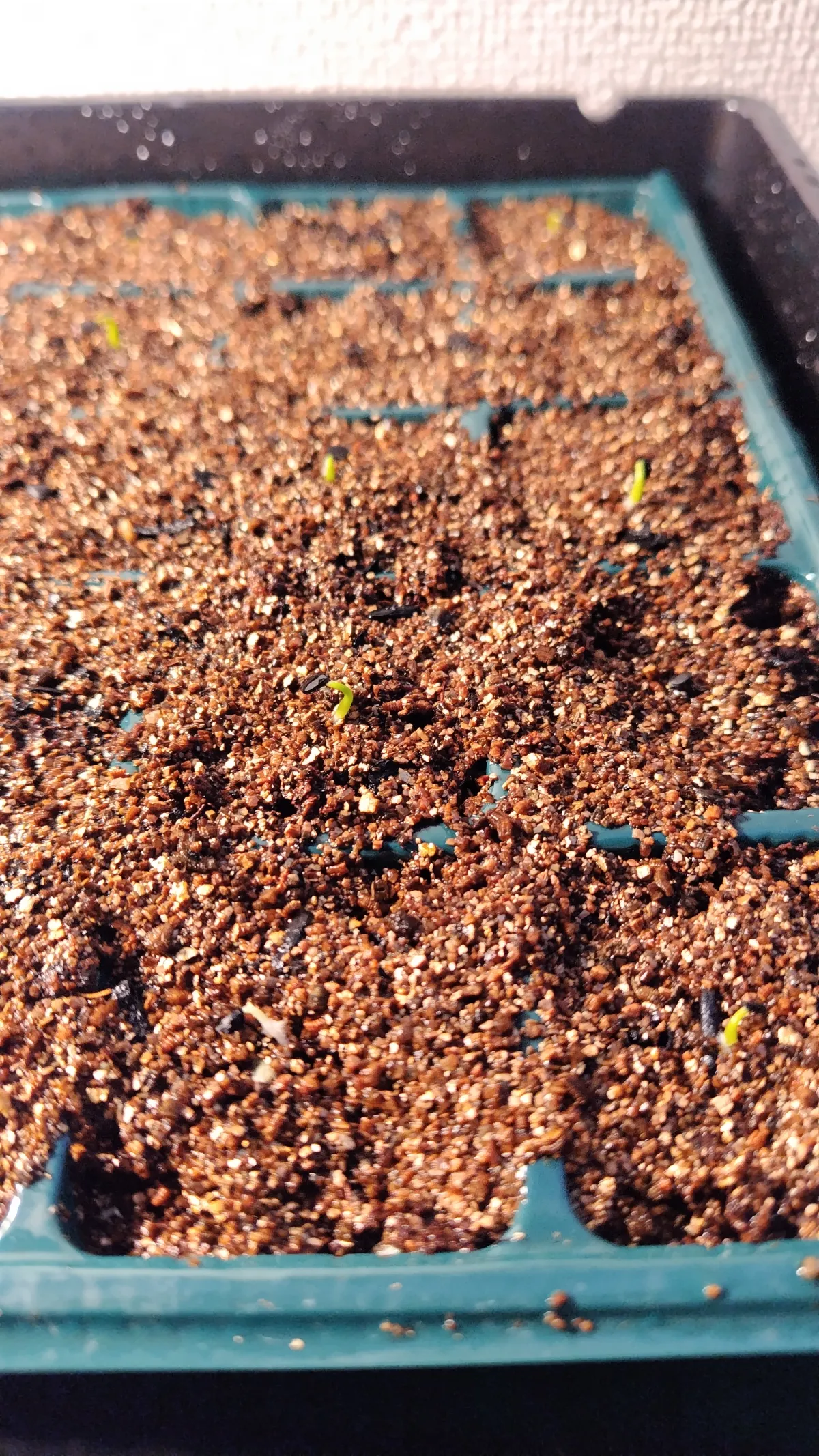 Agave utahensis var. eborispina 'Vegas' (アガベ エボリスピナ ヴェガス)