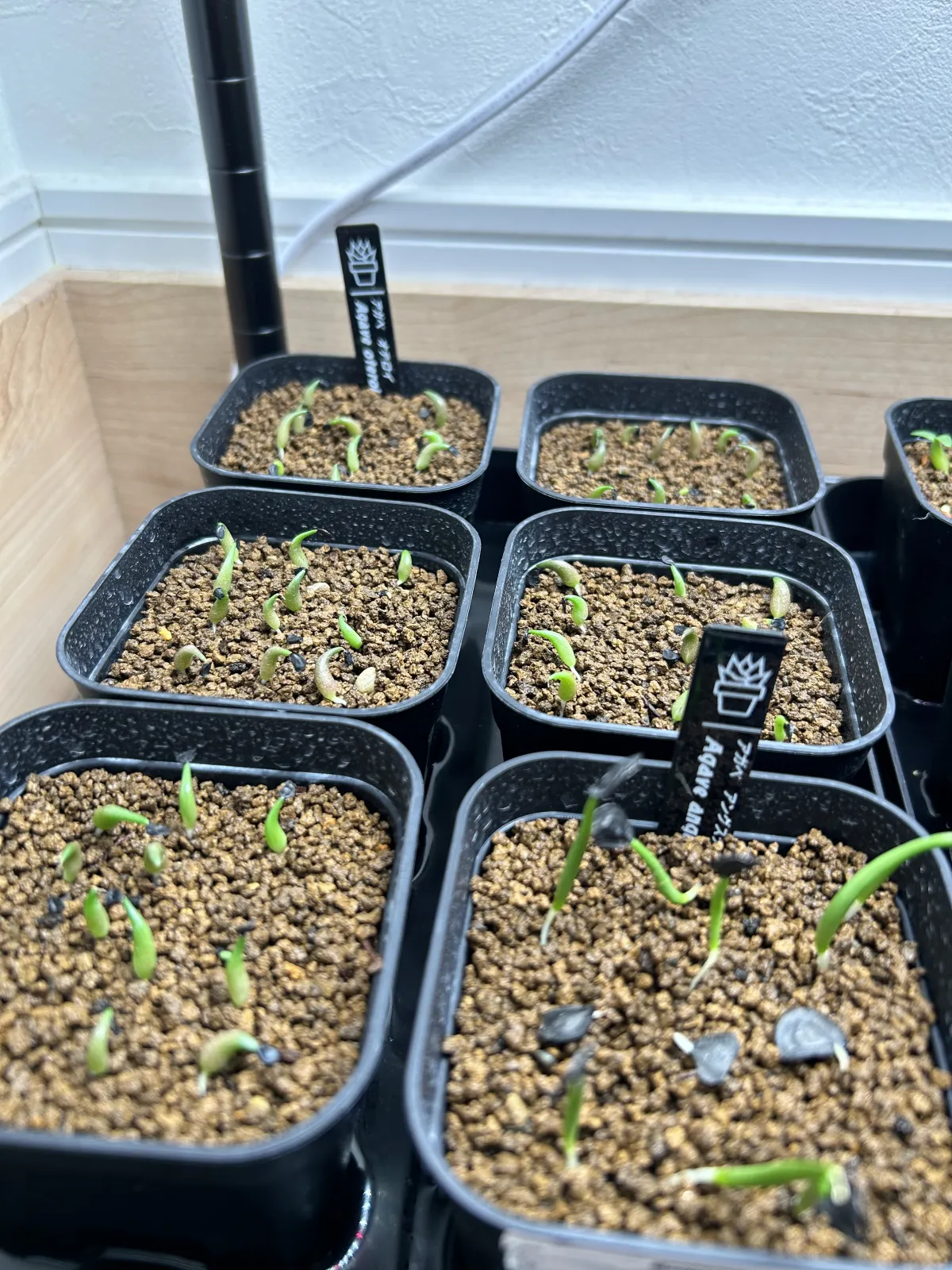 Agave oteroi (アガベ オテロイ)