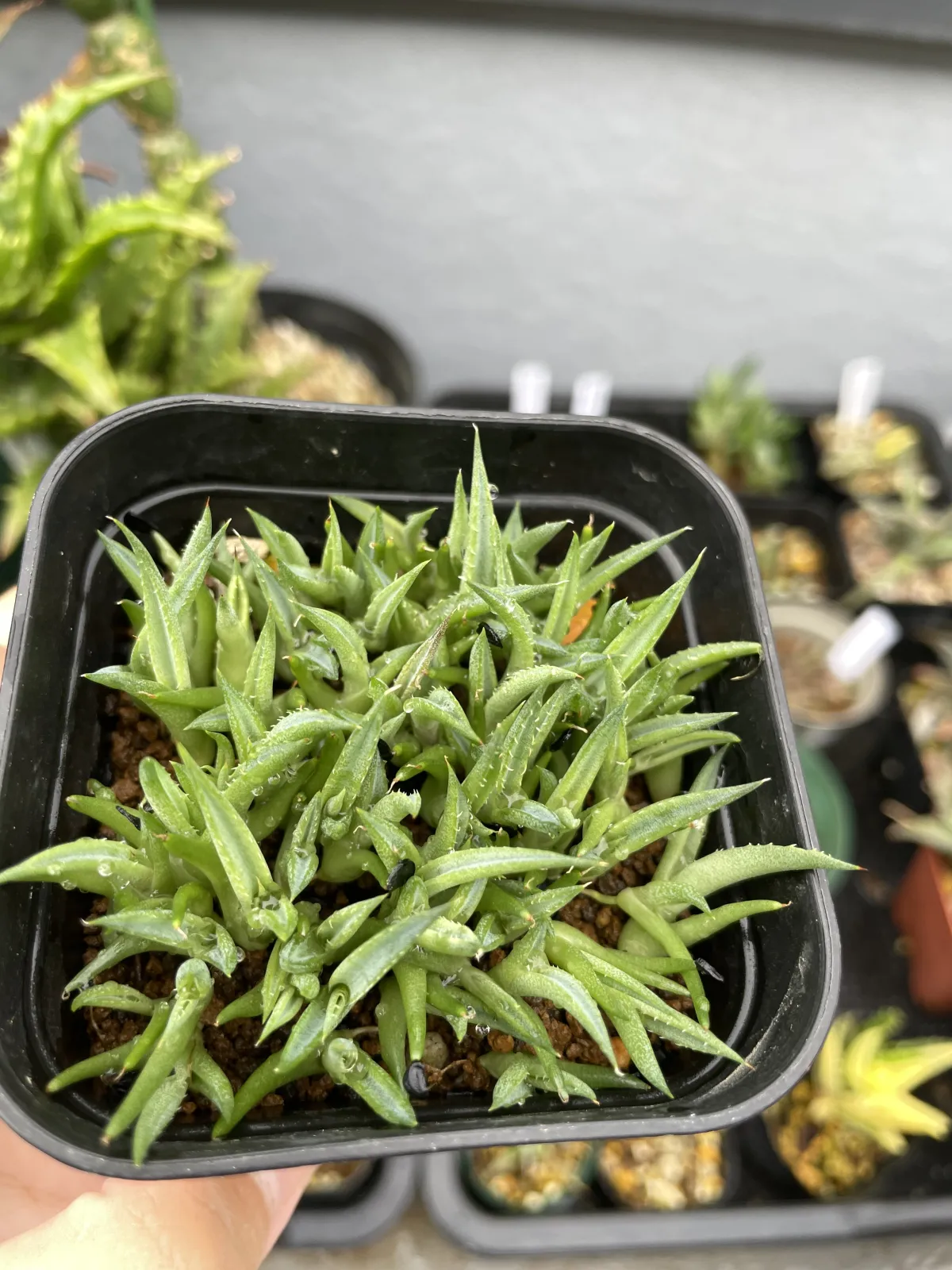 Agave titanota 'Blue' (アガベ チタノタブルー)