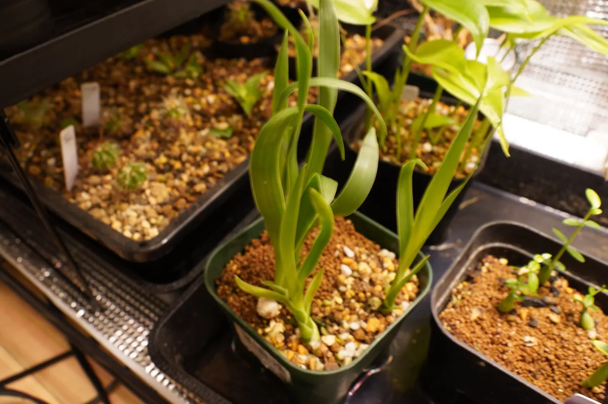 Dracaena draco subsp. draco (ドラセナ ドラコ)