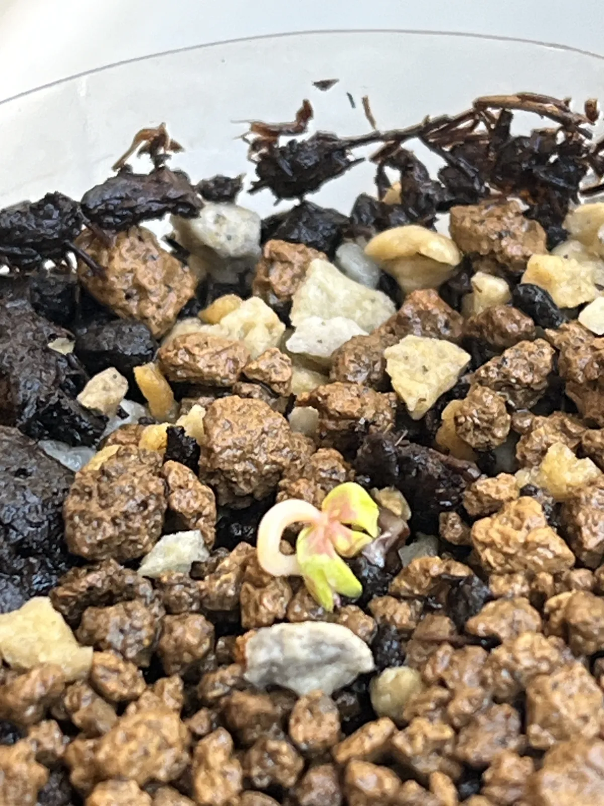 Boswellia sacra (ボスウェリア サクラ)