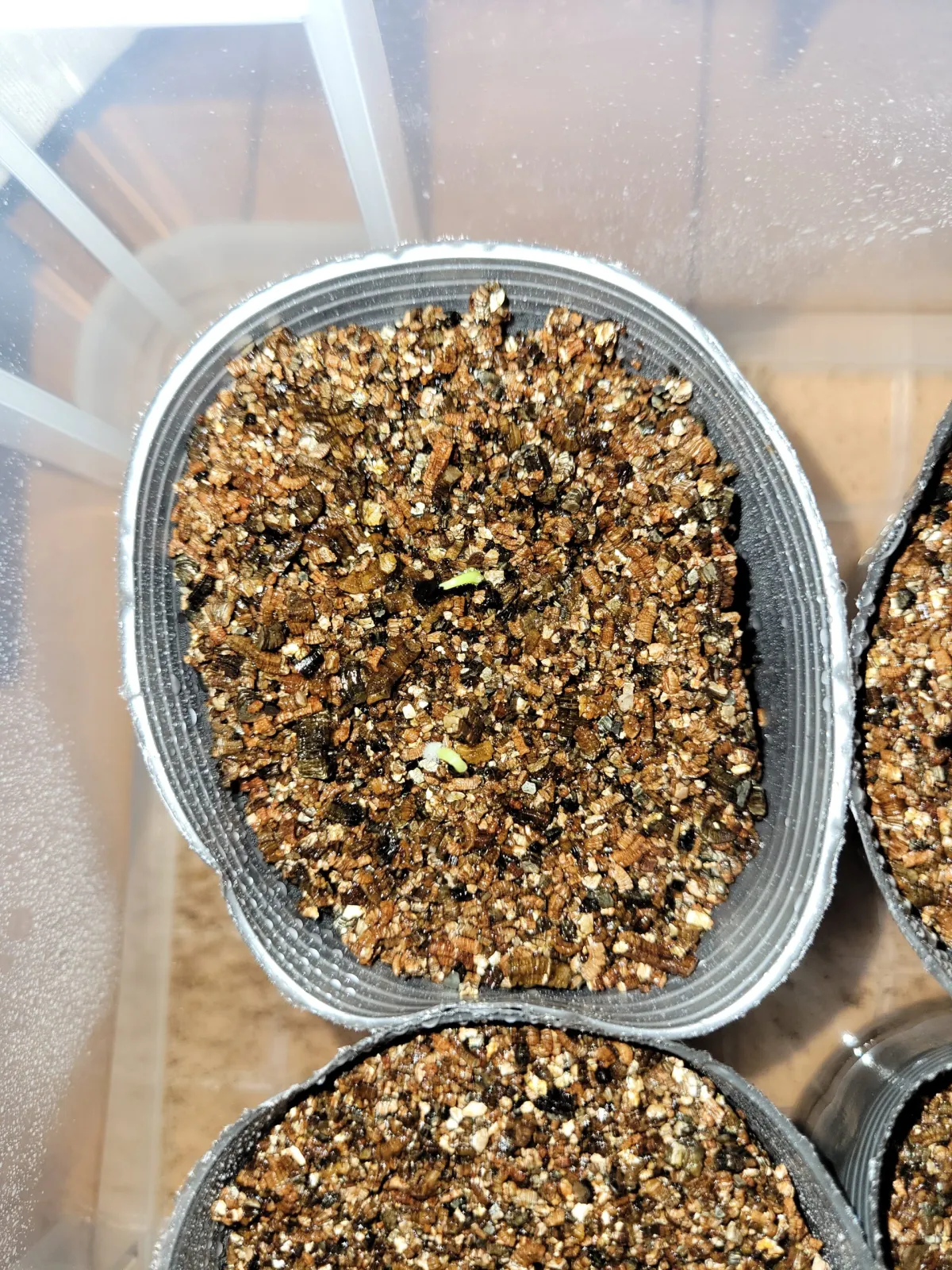 Agave stricta rubra (アガベ ストリクタ ルブラ)