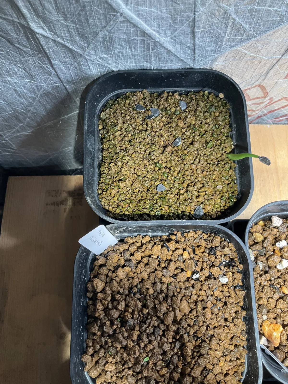 Agave americana var. franzosinii (アガベ フランゾシニー)