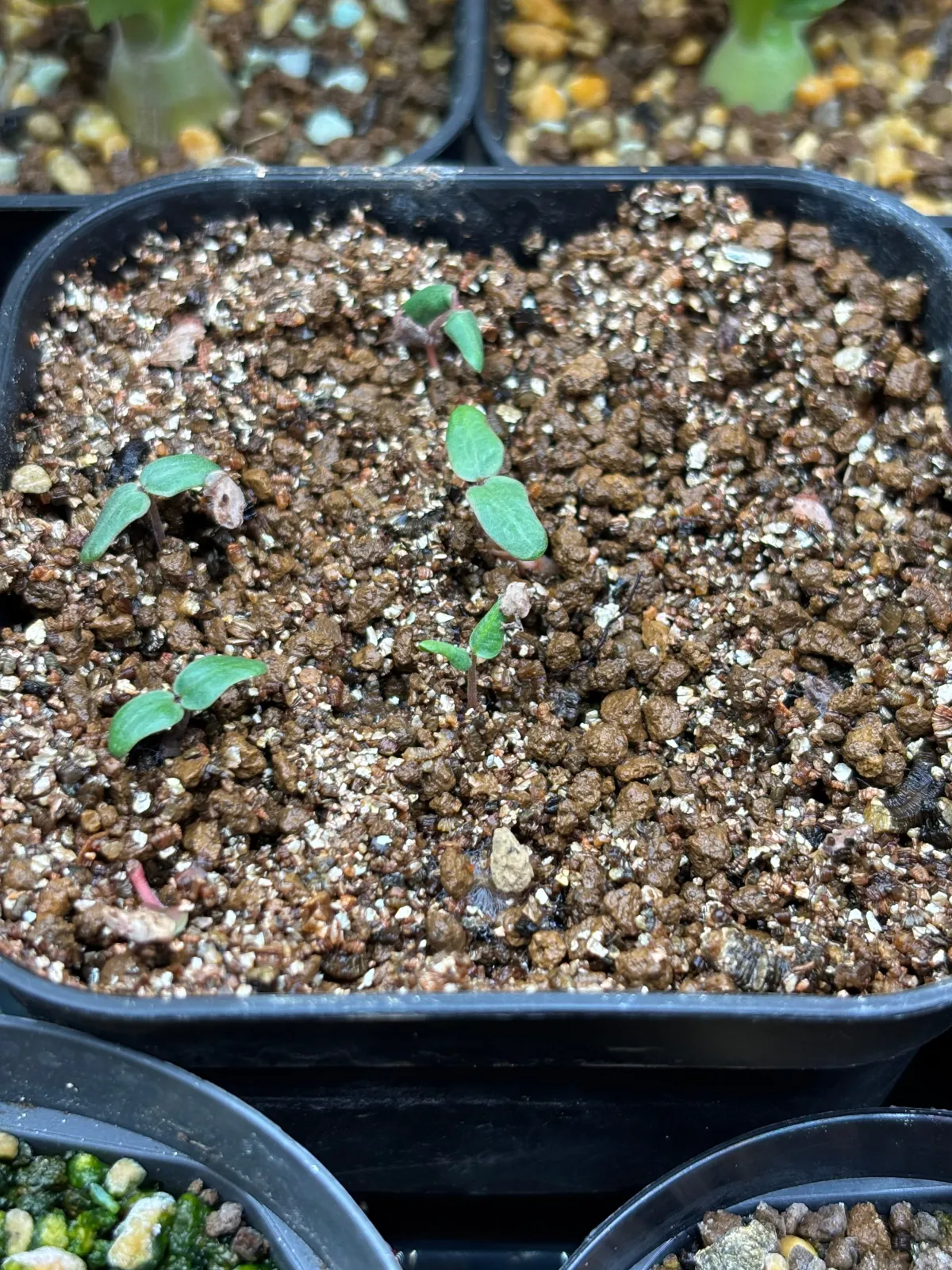 Pachycormus discolor (パキコルムス ディスカラー)