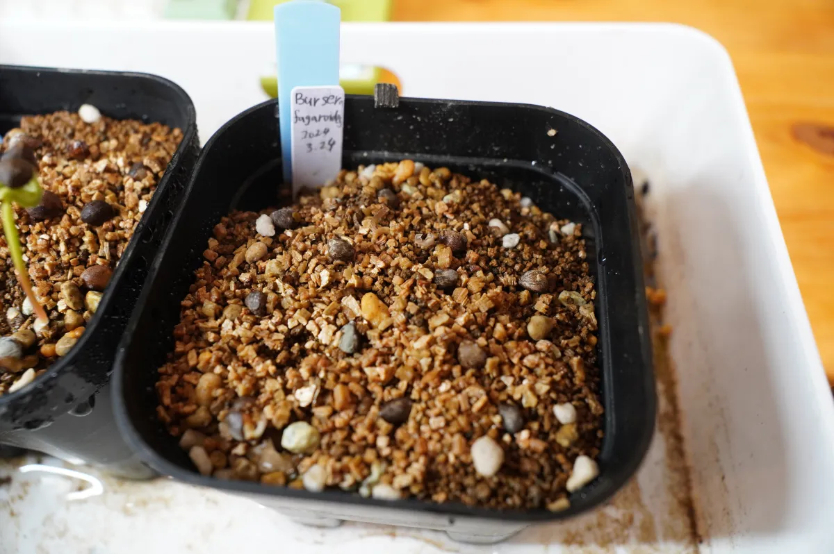 Bursera fagaroides (ブルセラ ファガロイデス)