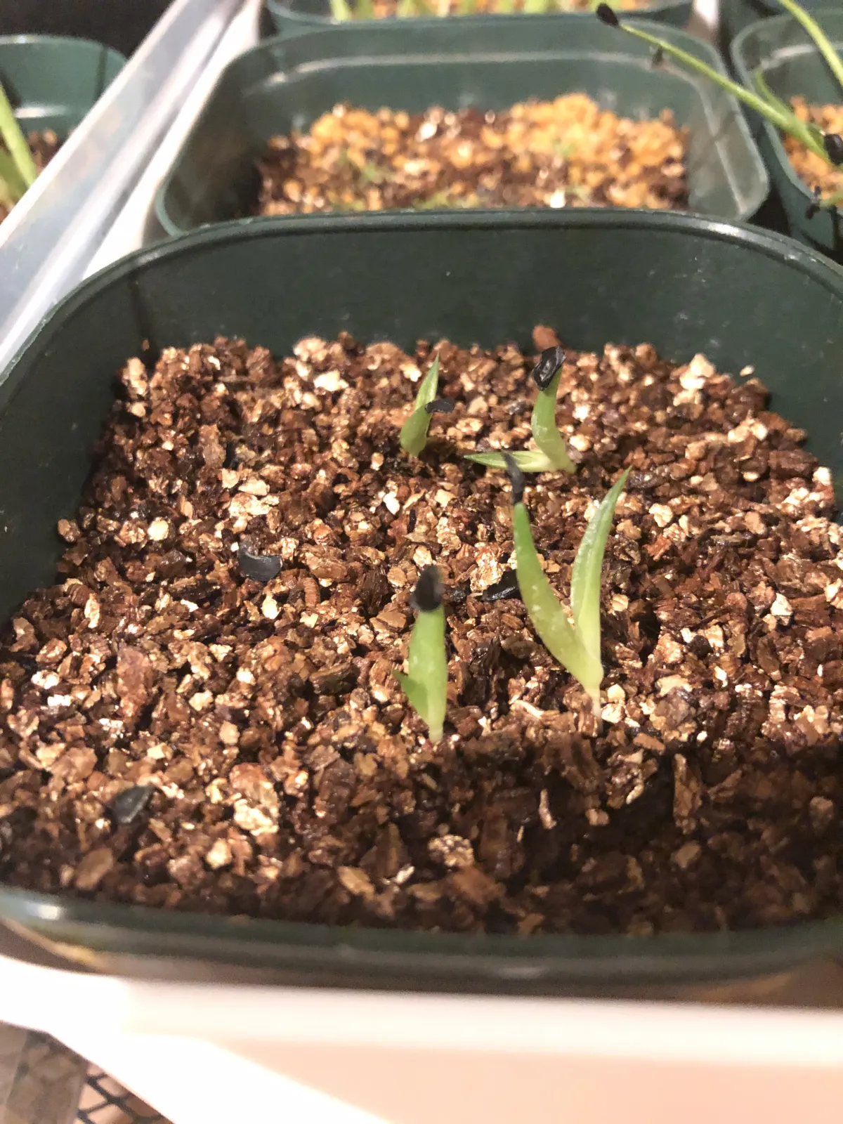 Agave titanota 'Blue' (アガベ チタノタブルー)