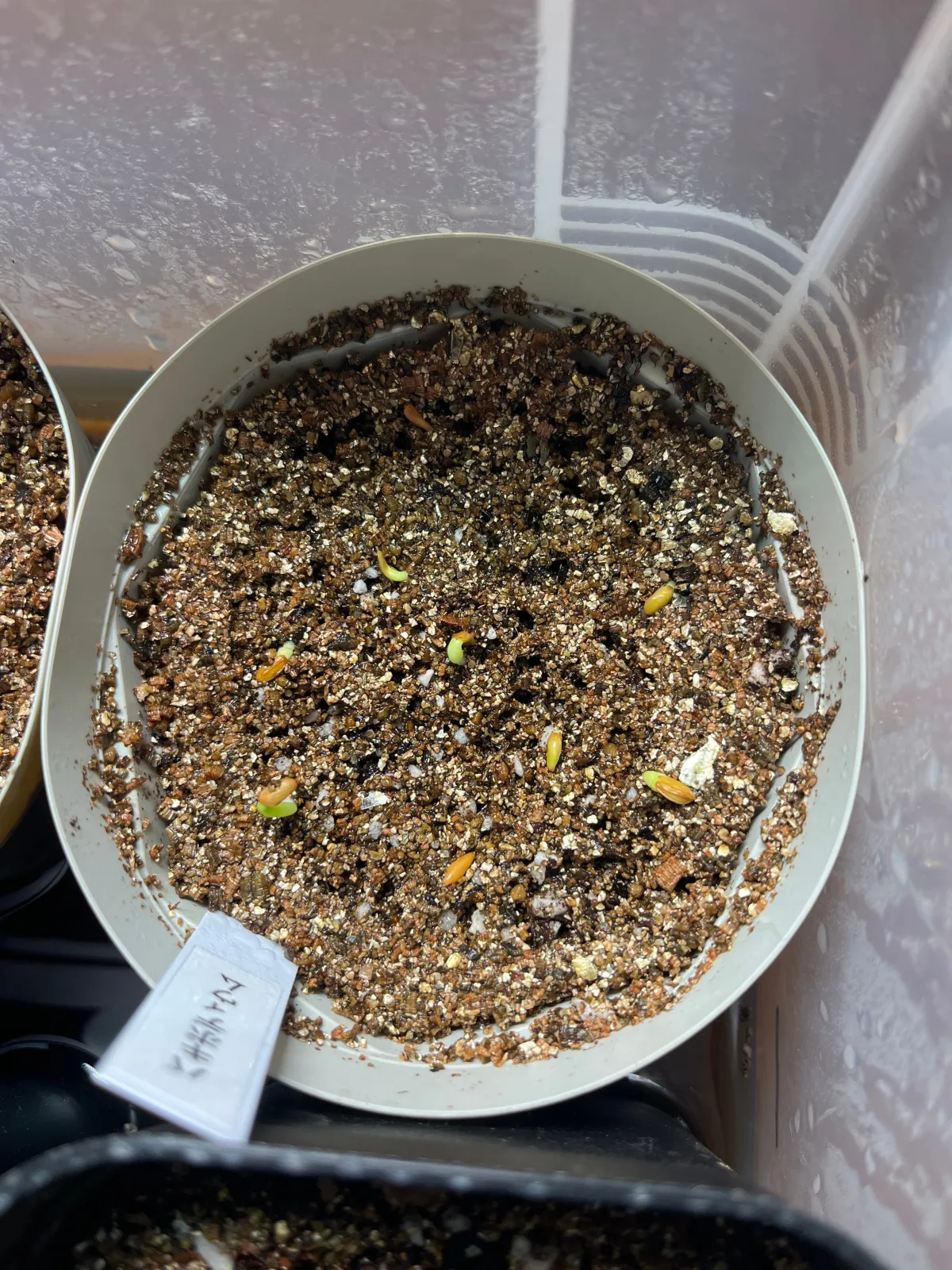 Pachypodium densiflorum var. brevicalyx (パキポディウム ブレビカリックス)