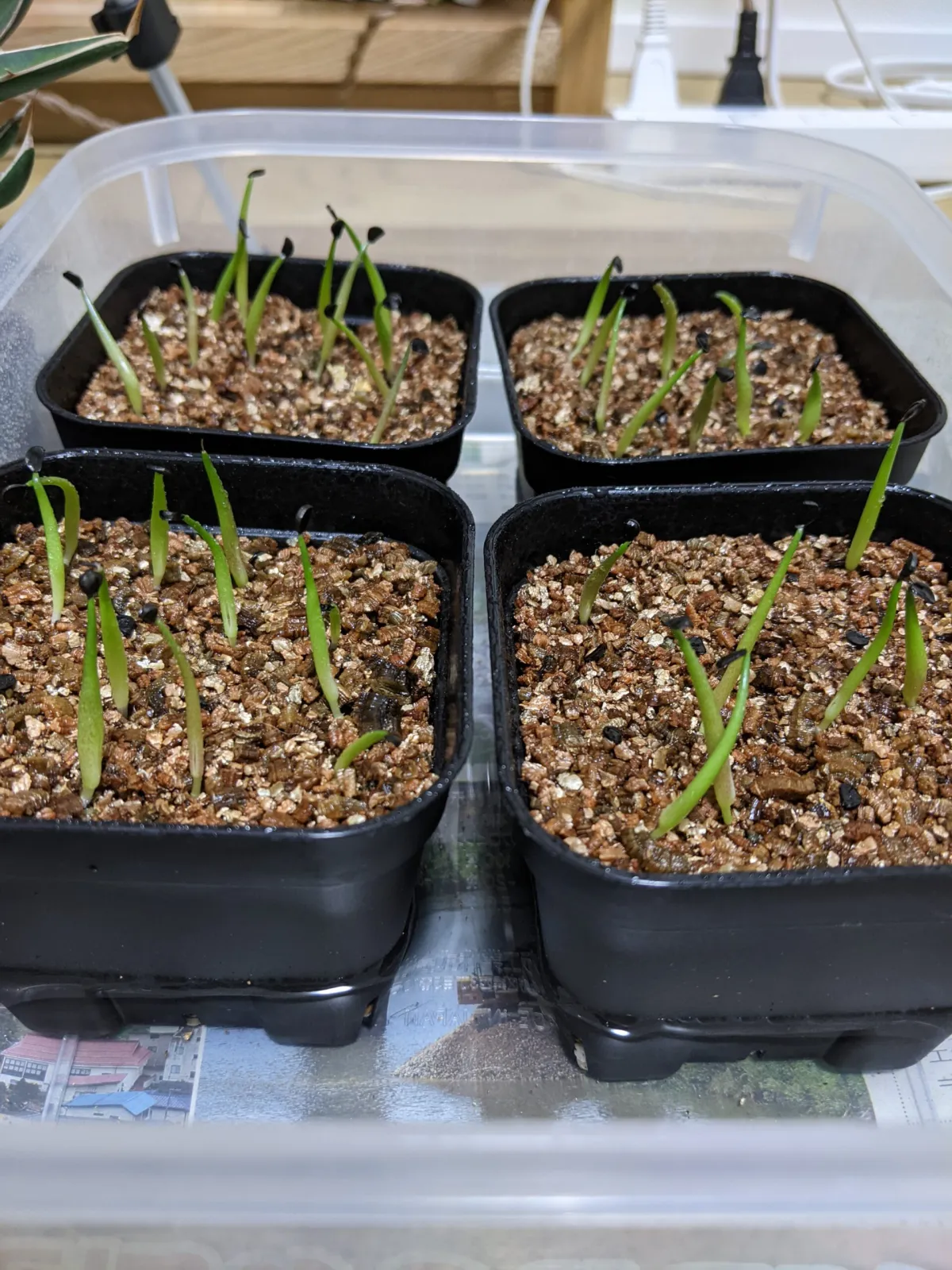 Agave oteroi (アガベ オテロイ)