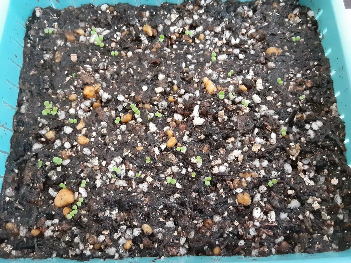 Tylecodon paniculatus (ティレコドン パニクラタス)