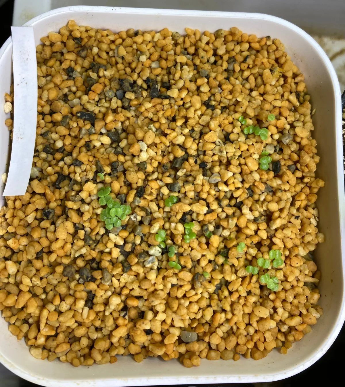 Dudleya anthonyi (ダドレヤ アンソニー ミシオン)