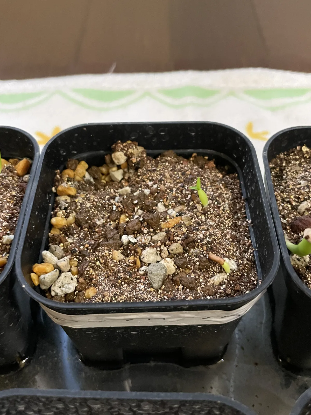 Pachypodium densiflorum var. densiflorum (パキポディウム デンシフローラム)