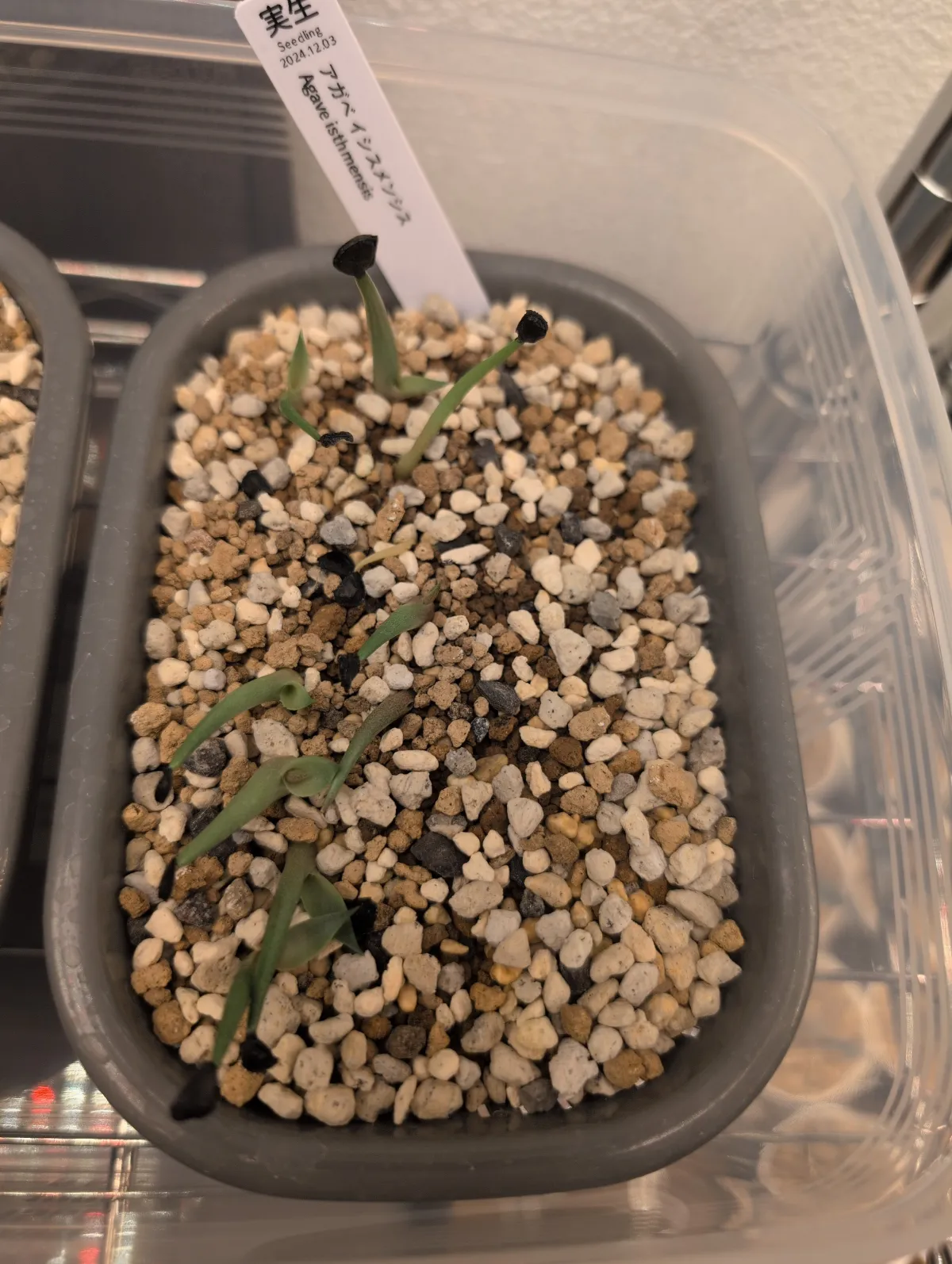 Agave isthmensis (アガベ イシスメンシス)