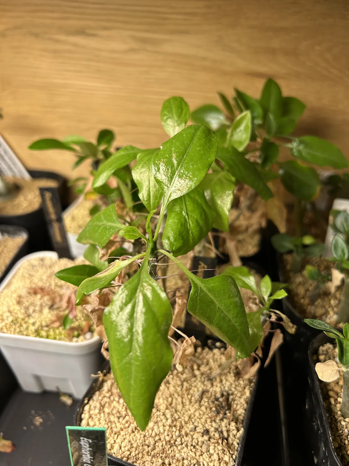 Fouquieria diguetii (フォークイエリア ディグエッティ)