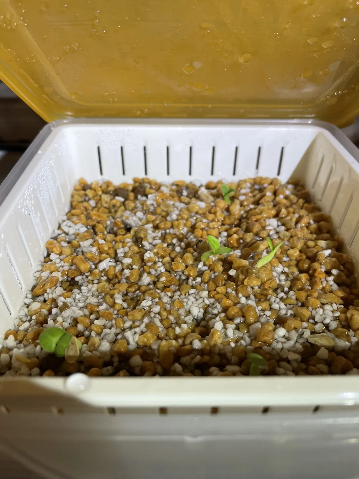 Fockea edulis (フォッケア 火星人)