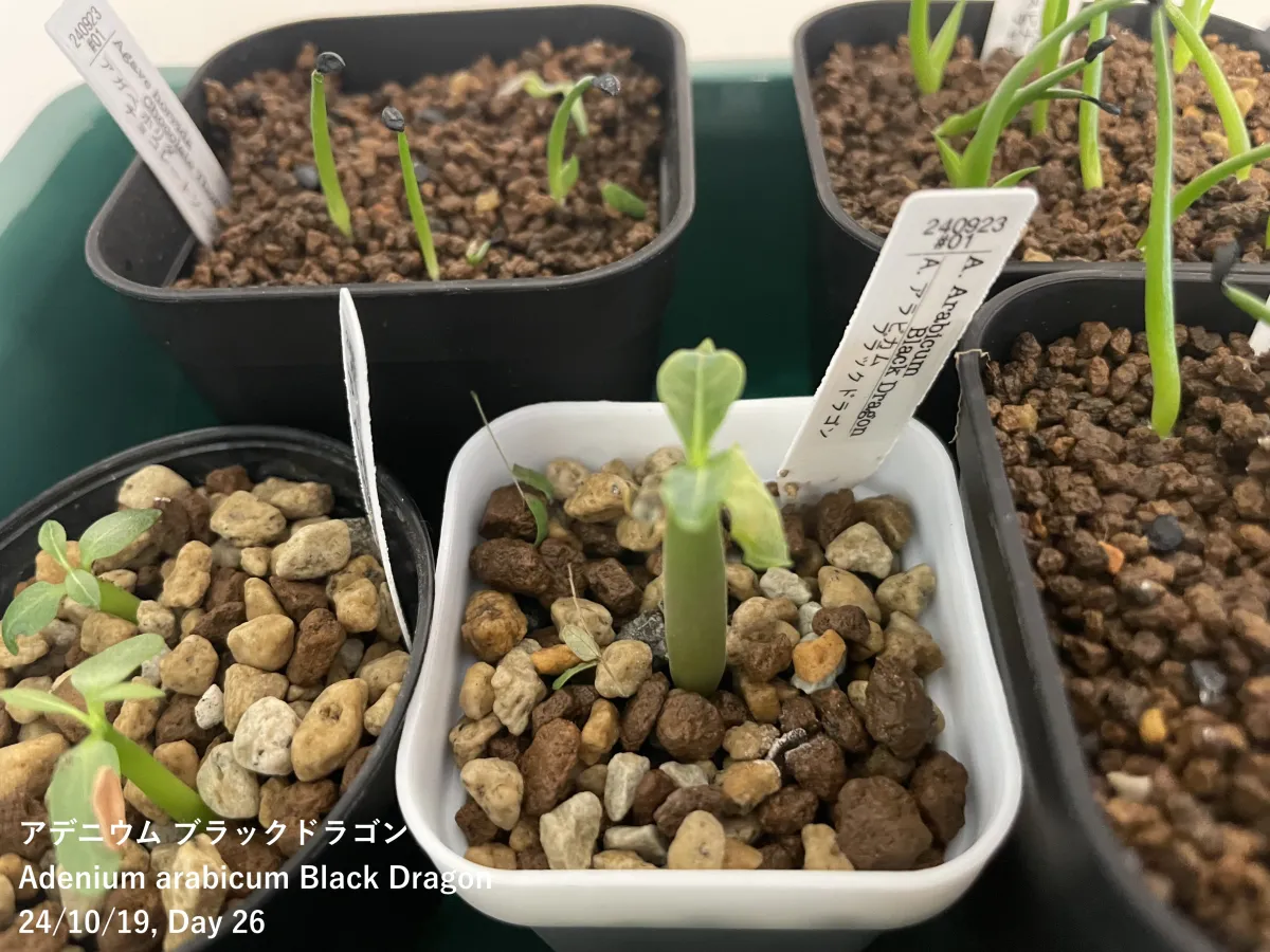 Adenium arabicum 'Black Skin' (アデニウム ブラックドラゴン)