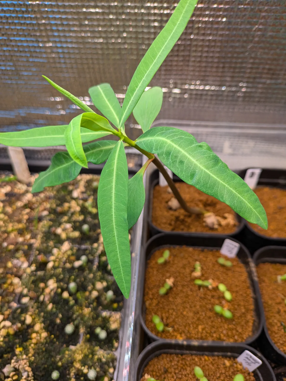 Euphorbia antso (ユーフォルビア アントソ)