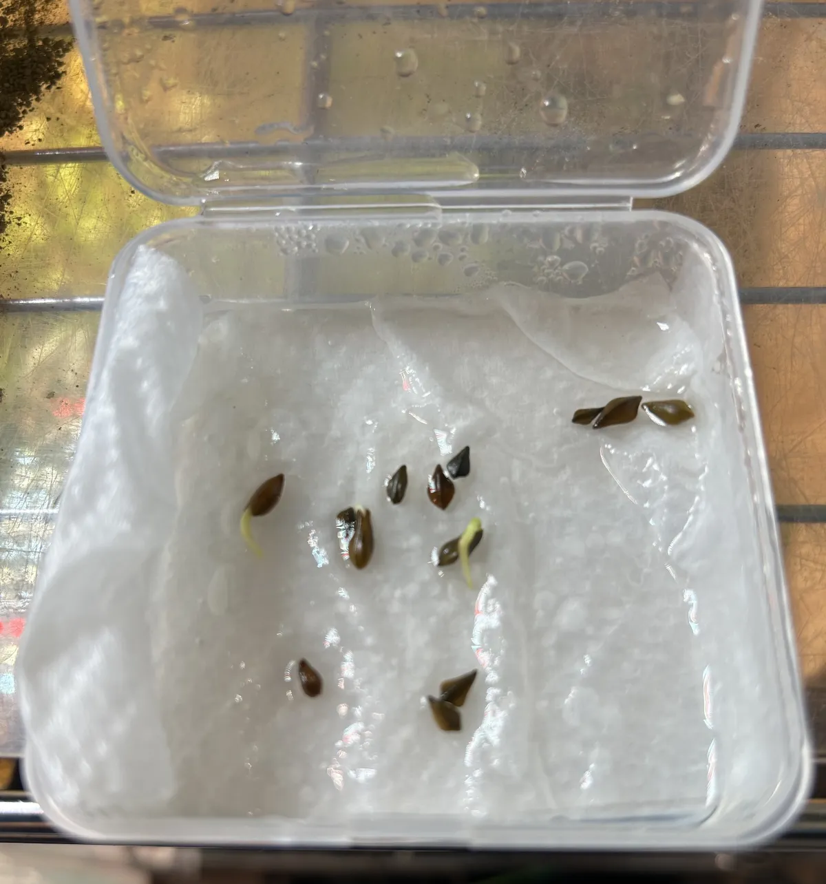 Senna meridionalis (センナ メリディオナリス)