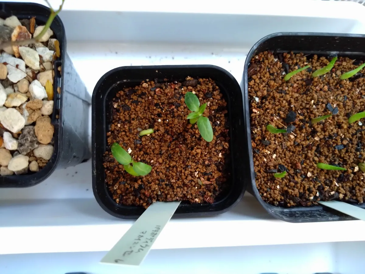 Pachypodium rosulatum subsp. makayense (パキポディウム マカイエンセ)