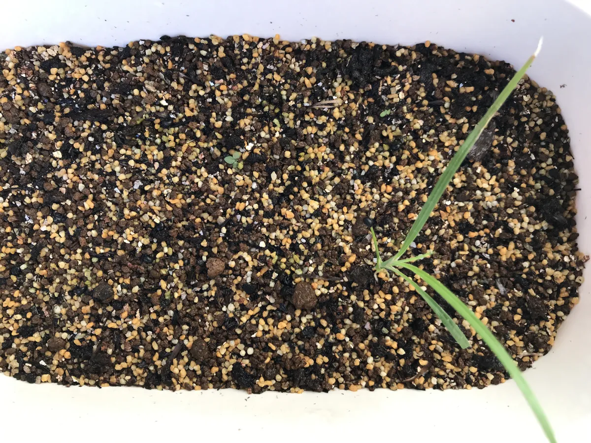 Cordyline australis (コルディリネ オーストラリス)