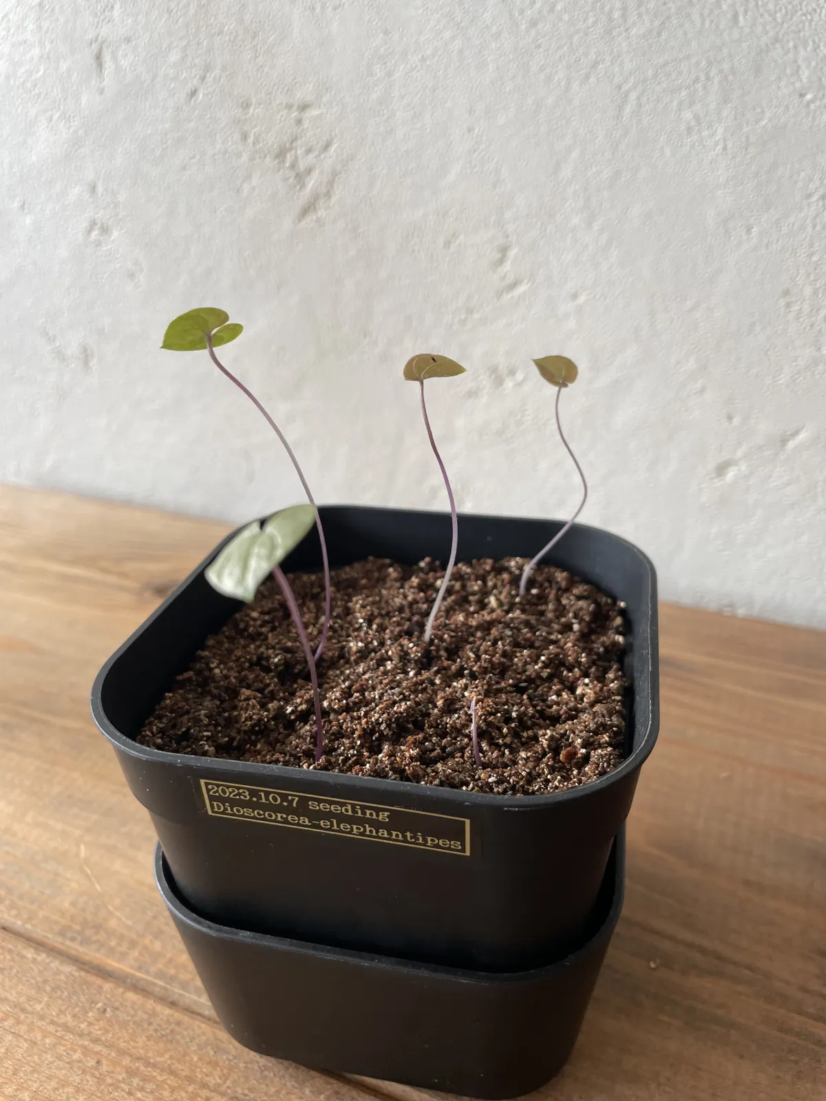 Dioscorea elephantipes (ディオスコレア エレファンティペス2023F)
