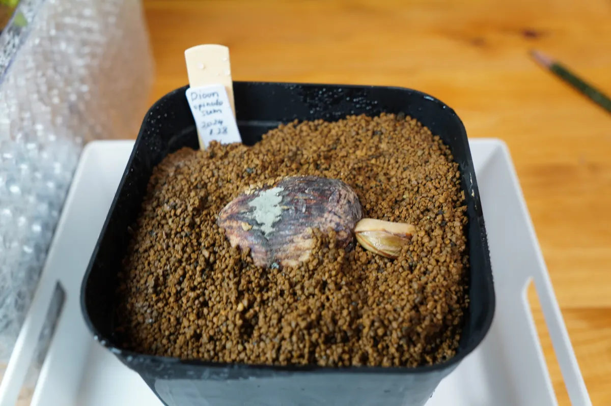 Dioon spinulosum (ディオーン スピヌロサム)