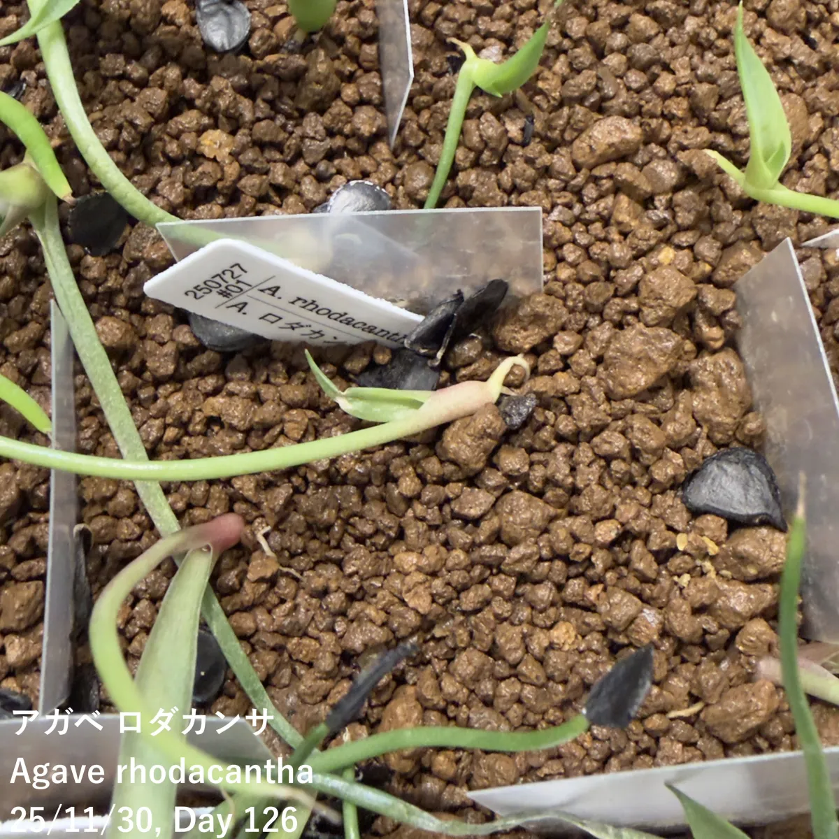 Agave rhodacantha (アガベ ロダカンサ)