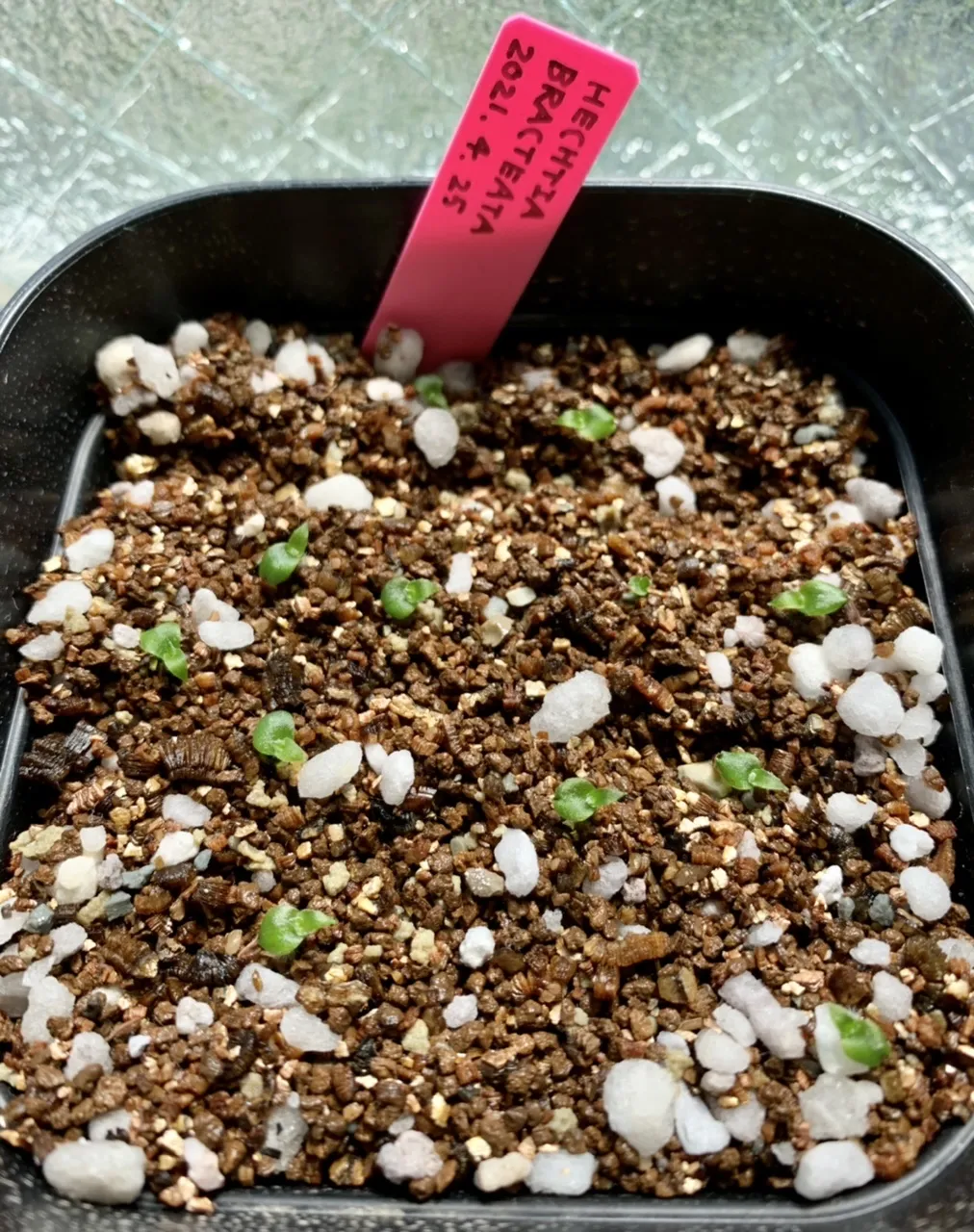 Hechtia bracteata (ヘクチア ブラクテアータ)