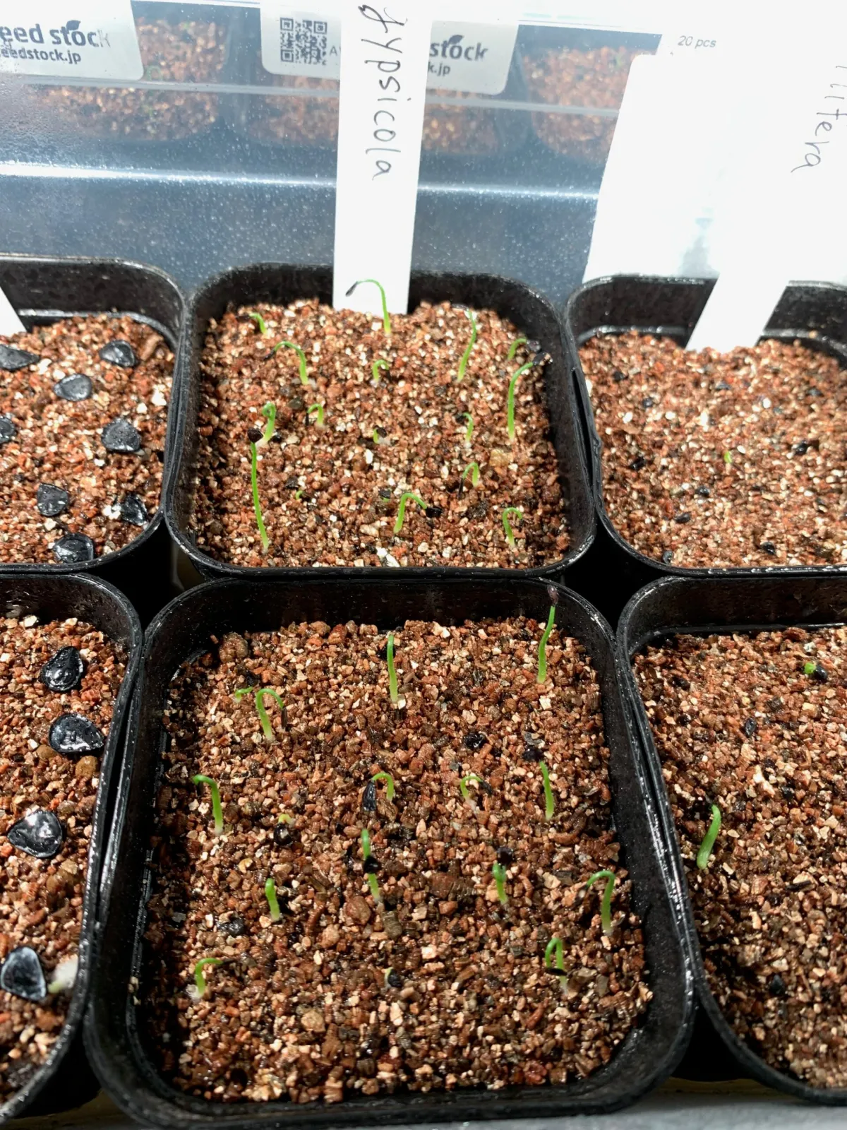 Agave gypsicola (アガベ ジブシコーラ)