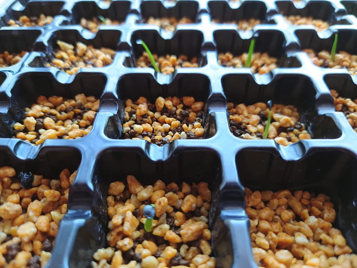 Agave utahensis var. eborispina (アガベ エボリスピナ)