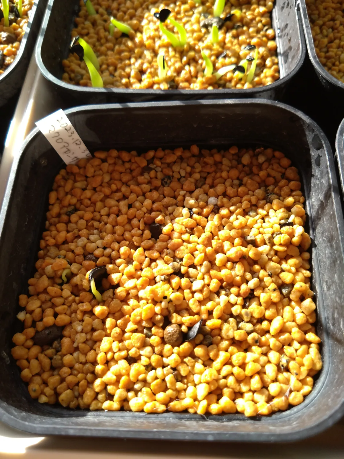 Agave macroacantha (アガベ マクロアカンサ 八荒殿)