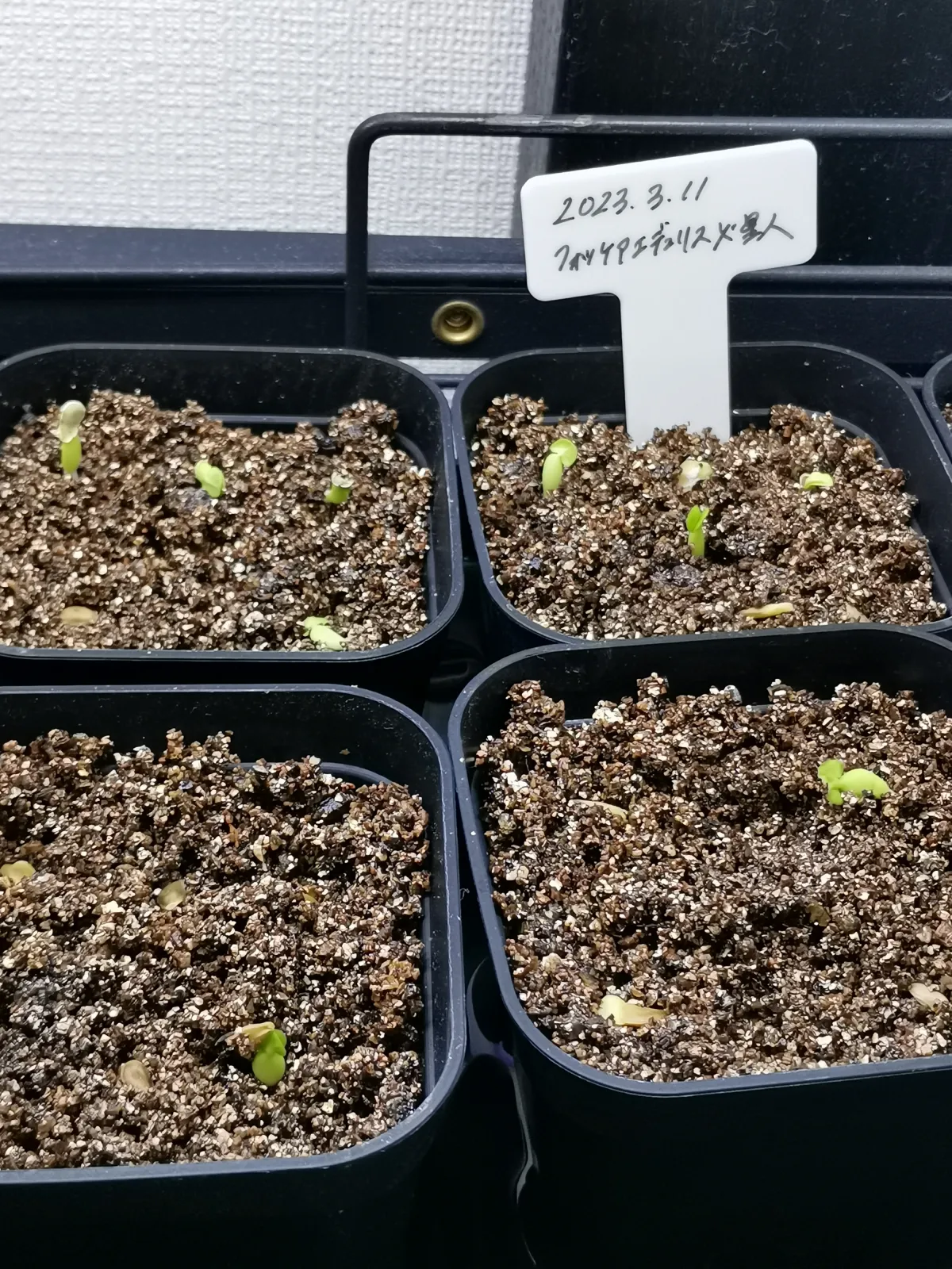 Fockea edulis (フォッケア 火星人)