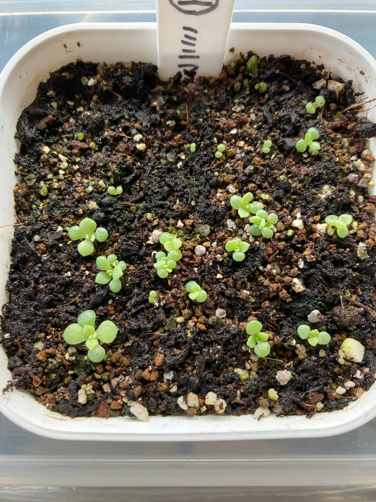 Echeveria minima (エケベリア ミニマ)