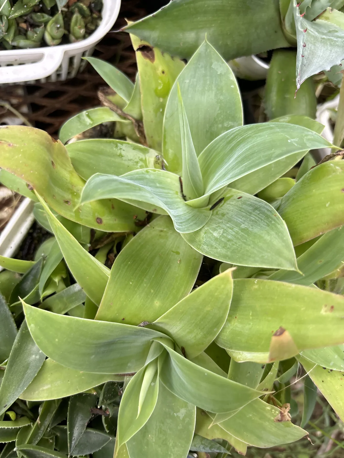 Agave attenuata subsp. dentata (アガベ アテナータ デンタータ)