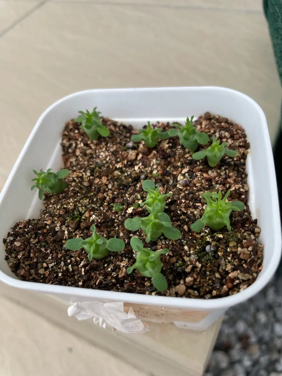 Euphorbia polygona (ユーフォルビア ポリゴナ)