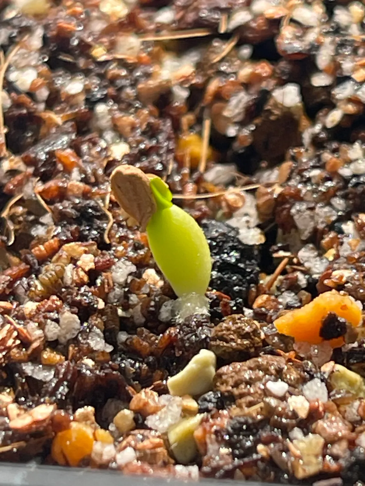 Pachypodium enigmaticum (パキポディウム エニグマチカム)