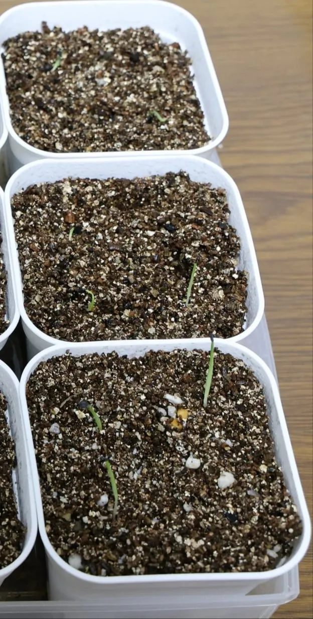 Agave vilmoriniana (アガベ ビルモリニアナ)