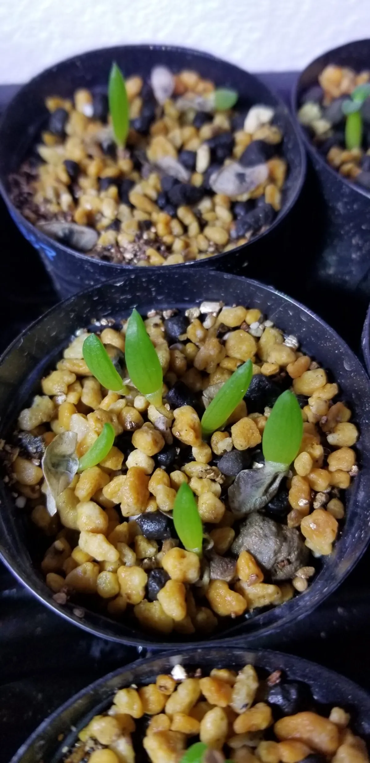 Aloe ramosissima (アロエ ラモシシマ)