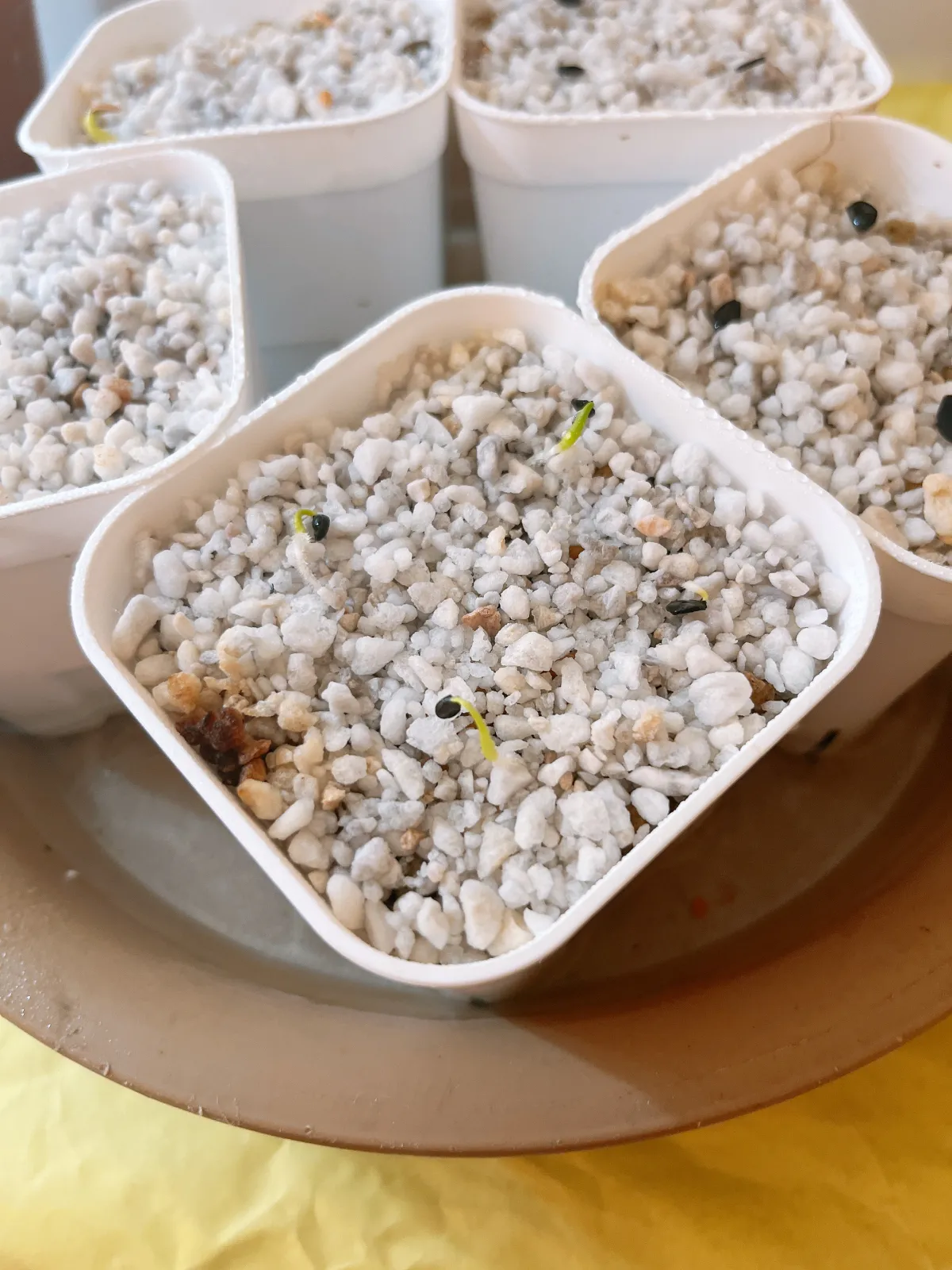 Agave utahensis var. eborispina (アガベ エボリスピナ)