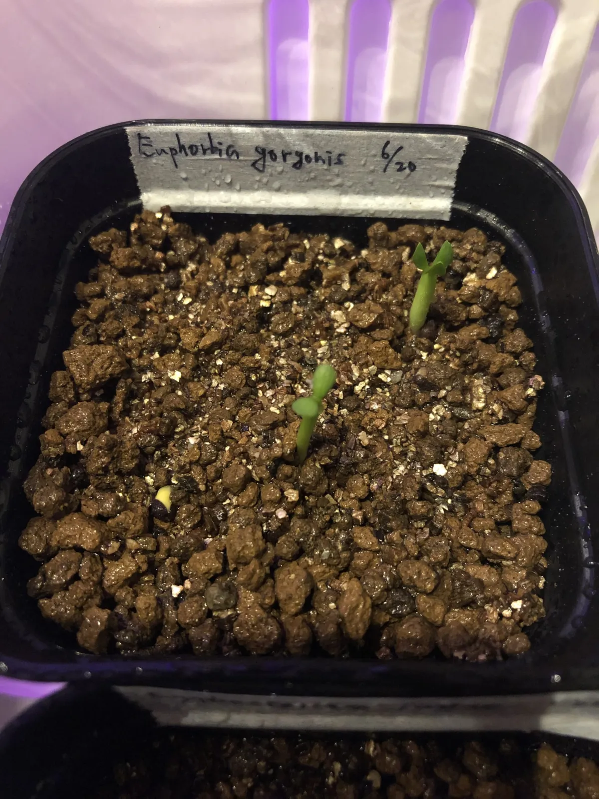 Euphorbia gorgonis (ユーフォルビア ゴルゴニス 金輪際)