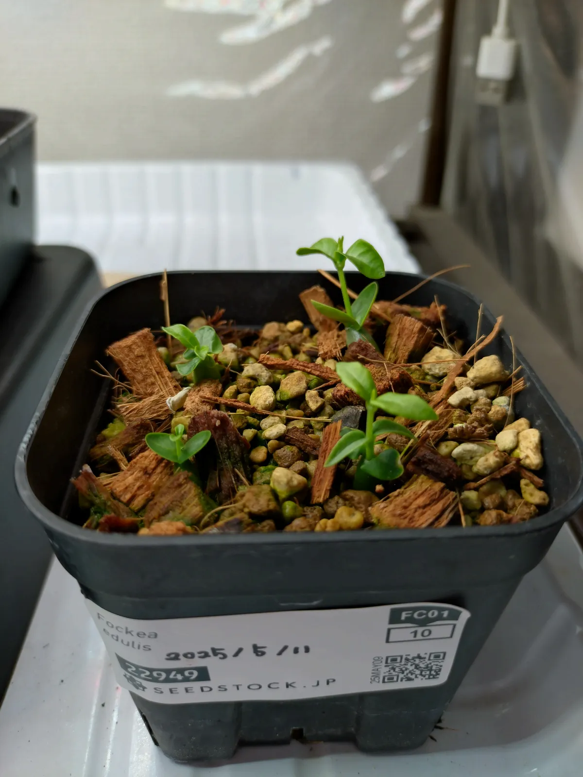 Fockea edulis (フォッケア 火星人)