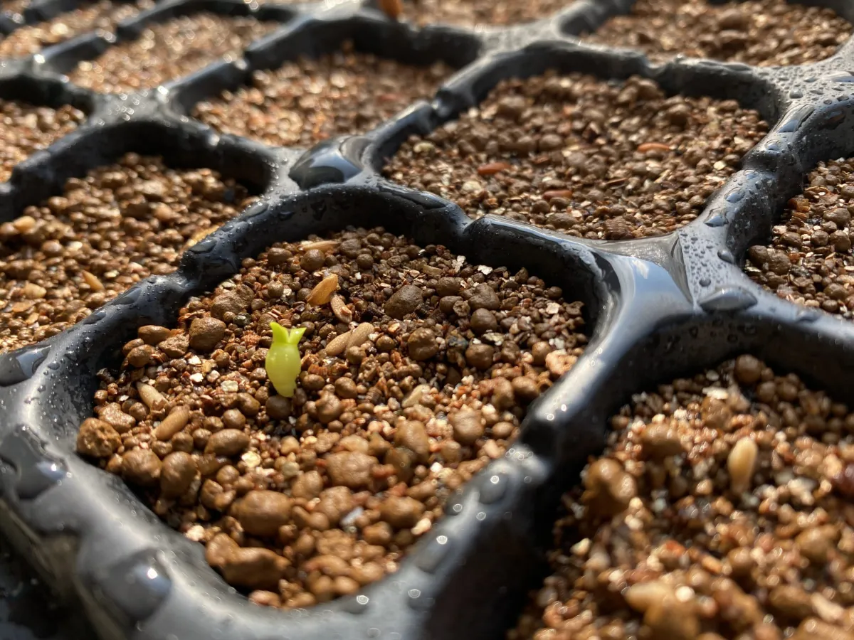 Pachypodium bispinosum (パキポディウム ビスピノーサム)