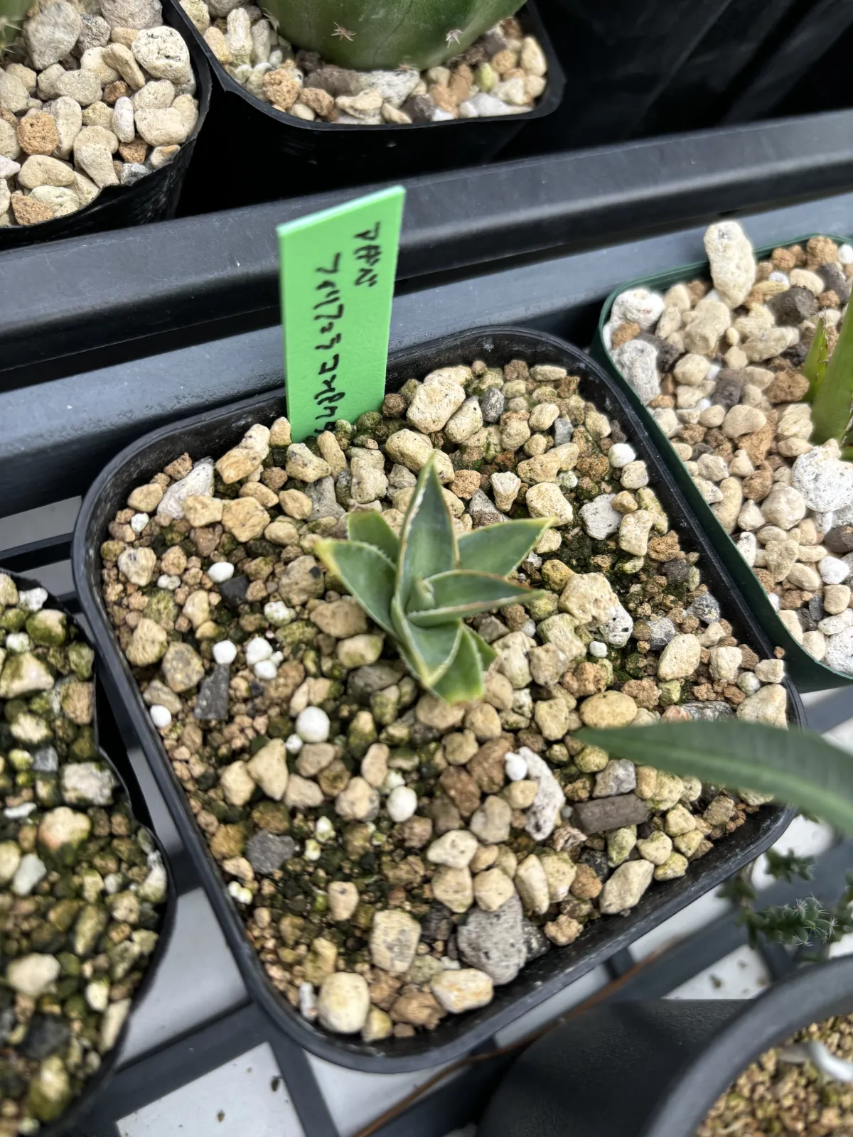 Agave filifera var. compacta (アガベ フィリフェラコンパクタ)