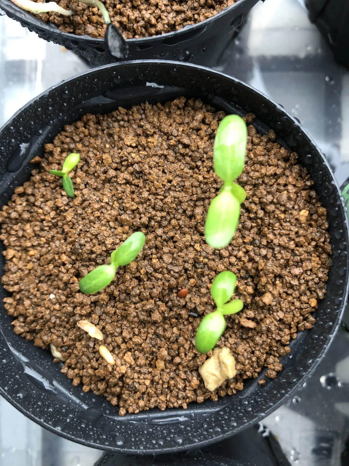 Pachypodium rosulatum subsp. makayense (パキポディウム マカイエンセ)