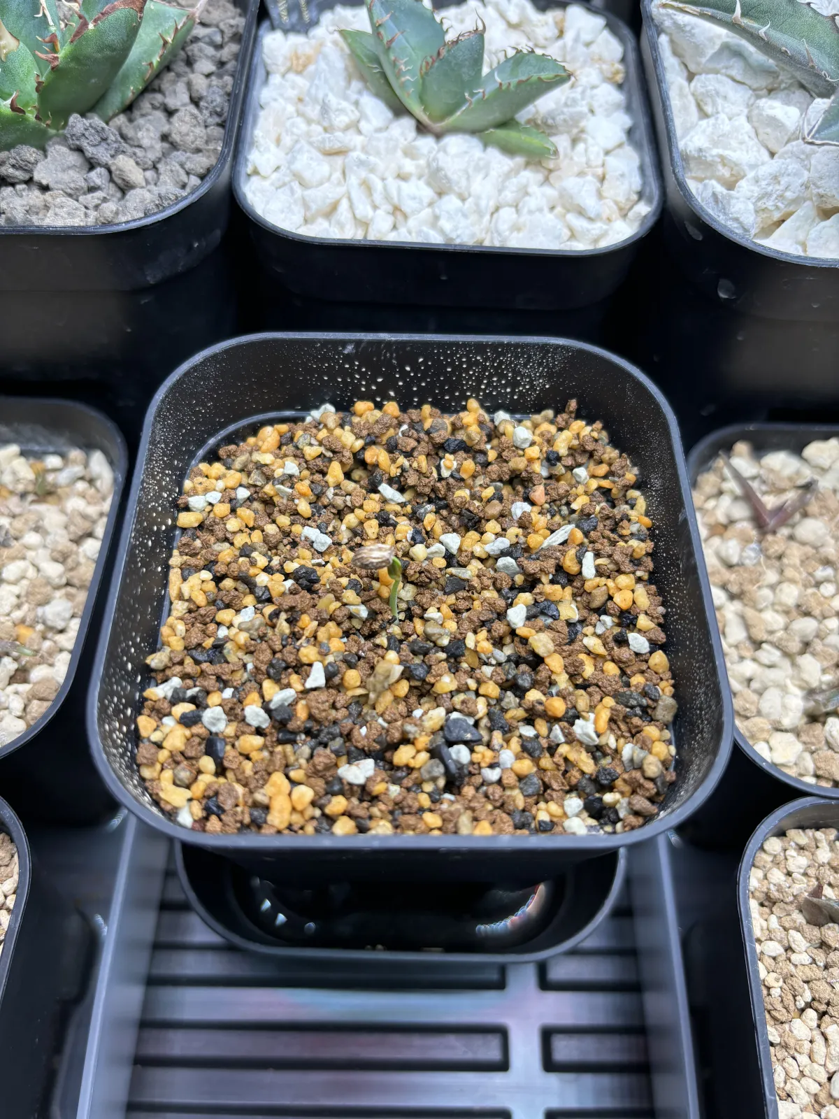 [無料種子] オペルクリカリア 蓋開け練習用 Operculicarya