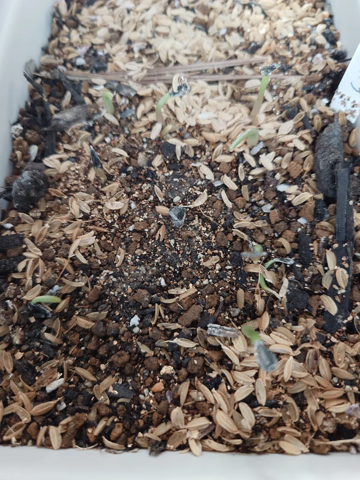 Agave scaposa (アガベ スカポサ)