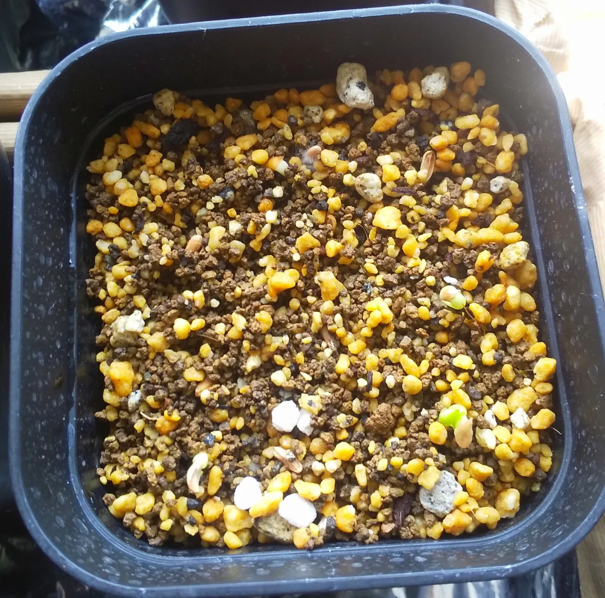 Pachypodium brevicaule subsp. leucoxanthum (パキポディウム レウコキサンツム)