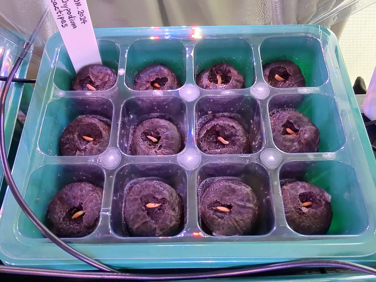 Pachypodium rosulatum ssp. cactipes (パキポディウム カクチペス)