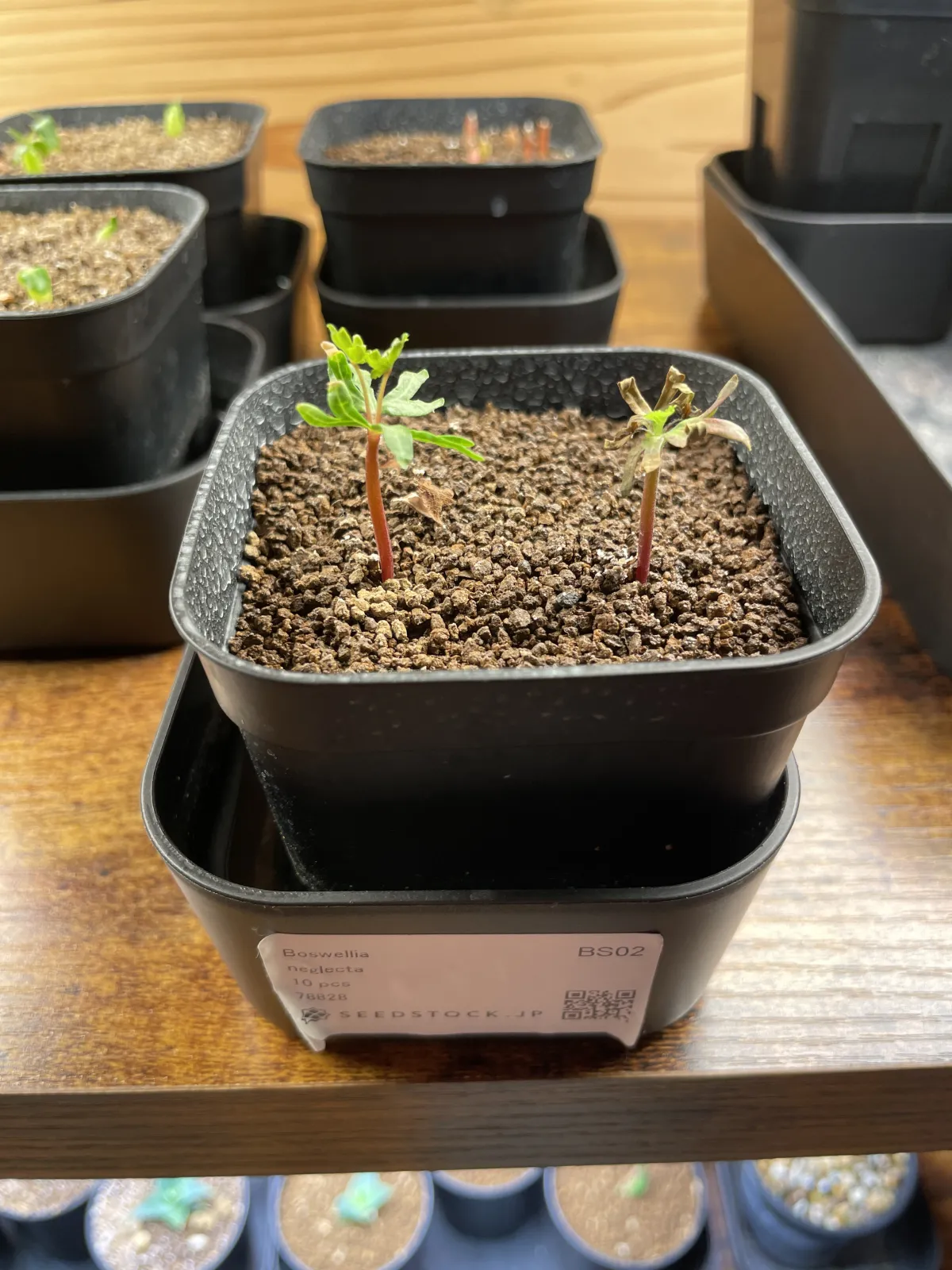 Boswellia neglecta (ボスウェリア ネグレクタ)